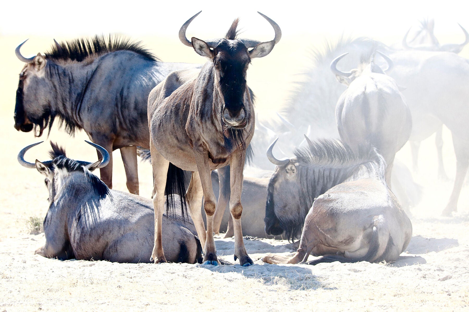 Wildebeest Etosha, 2017 -  by  Bridgeman Editions