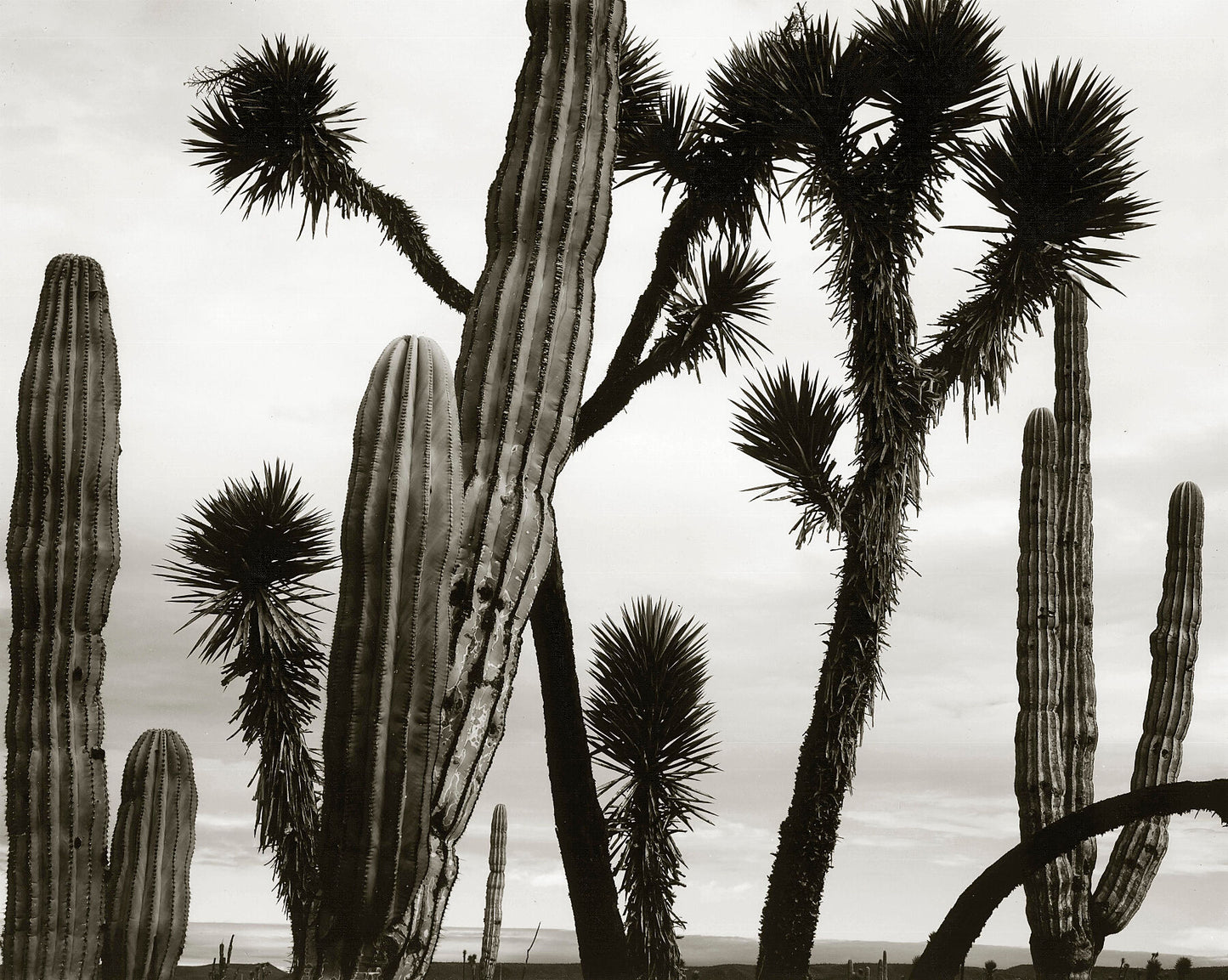 Untitled (Cactus and Joshua Trees, Mexico), 1967-69 -  by  Bridgeman Editions